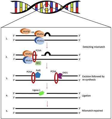 Mismatch Repair Pathway, Genome Stability and Cancer